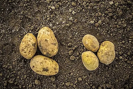 Foto: Kartoffel liegen auf dem Feld