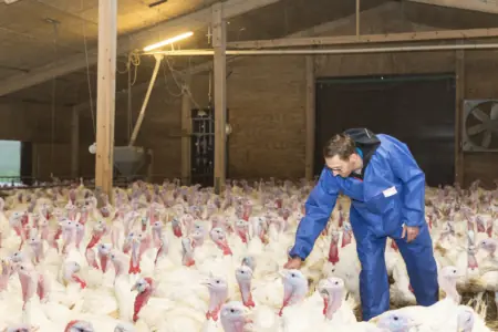 Foto: Huber im Putenmaststall