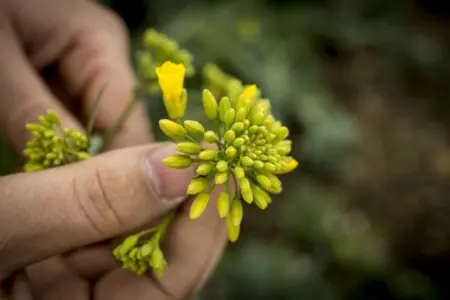 Foto: Rapsblüte