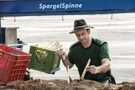Foto: Günther Bub beim Spargelstechen