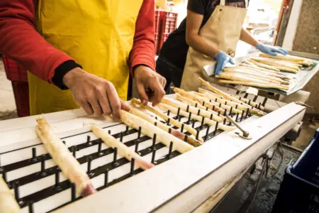Foto: Spargel wird sortiert