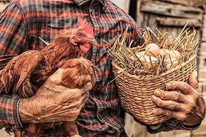 Foto: Huhn und Ei