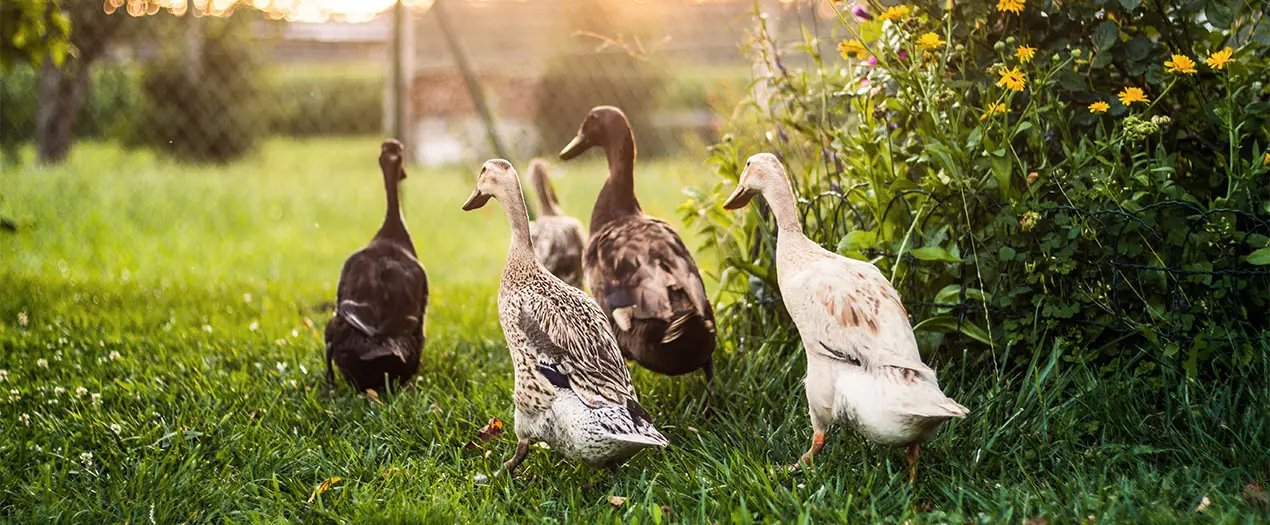 Foto: Ente