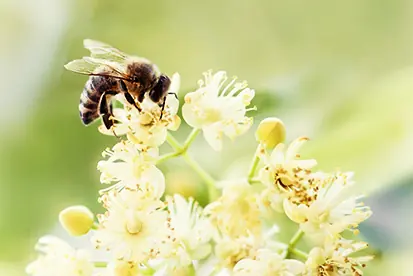 Biene auf einer Blüte