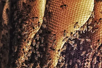 Bienenwabe