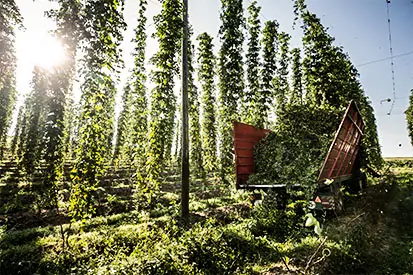 Foto: Hopfen