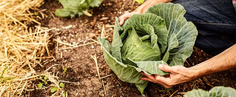 Hände ernten einen frischen Kopf Kohl aus dem Boden in einem Garten mit Stroh und Erde im Hintergrund.