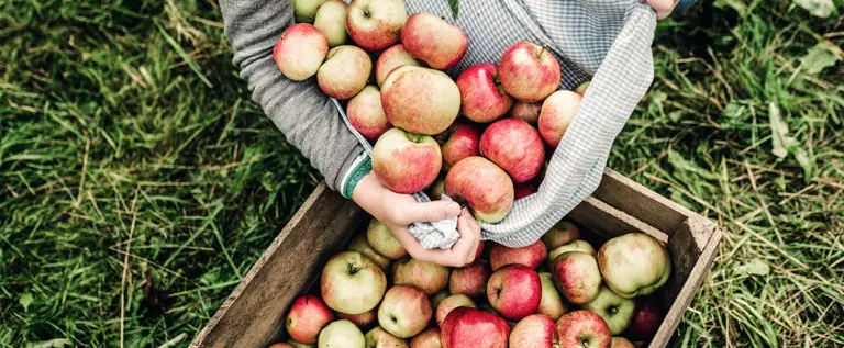 Foto: Headerbild Obst