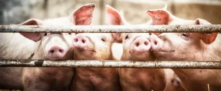 Foto: Schweine im Stall
