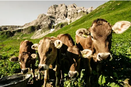 Foto: Milchregion Allgäu