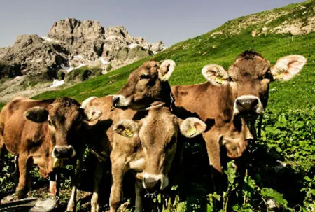 Foto: Milchregion Allgäu