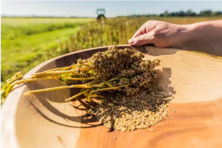 Foto: Quinoa