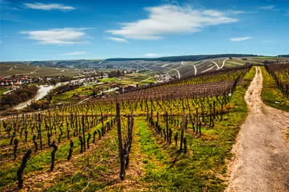 Foto: Weinregion MainFranken