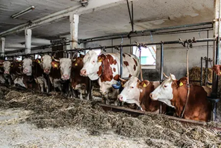 Foto: Milchviehhaltung
