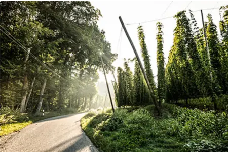 Foto: Hopfenregion Hallertau