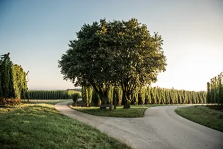Foto: Hopfenregion Hallertau