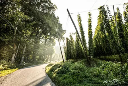 Foto: Hopfenregion Hallertau