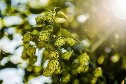 Foto: Hopfenregion Hallertau