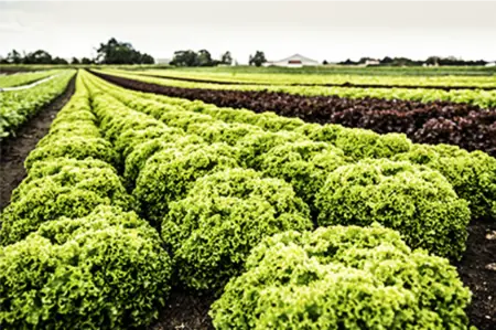 Foto: Knoblauchsland Franken
