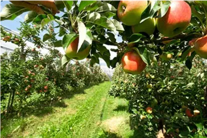 Foto: Apfel