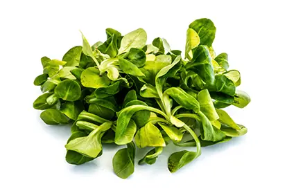 Foto: Feldsalat
