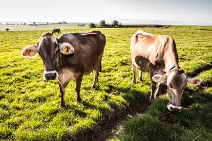 Bild: Braunvieh Rindfleisch