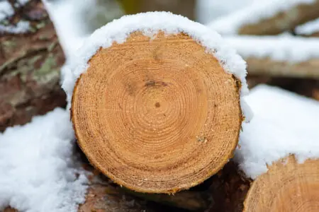 Ein quer geschnittener Baumstamm mit deutlichen Jahresringen, bedeckt von frischem Schnee in einem bayerischen Wald.
