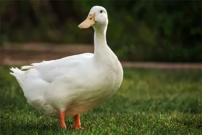 Foto: Ente