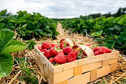 Ein Korb voller frischer Erdbeeren steht auf dem Feld zwischen grünen Pflanzen, umgeben von Stroh.