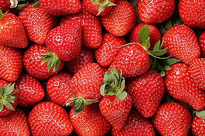 Frische, saftige Erdbeeren aus Bayern, üppig und leuchtend rot, ideal für Desserts und Snacks.