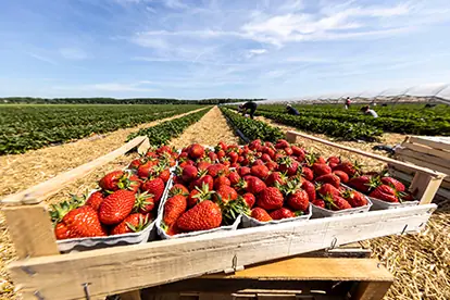 erdbeeren_anbau_content