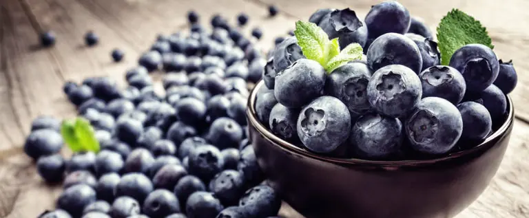 Foto: Heidelbeeren