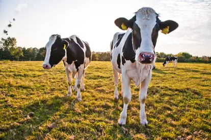 Bild: Holstein Rindfleisch