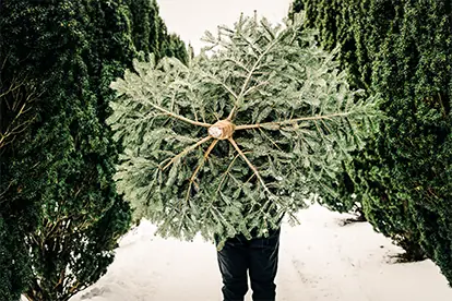 Foto: Christbaum