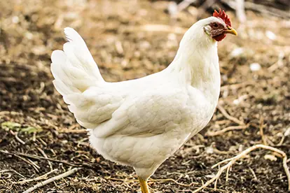 Foto: Hähnchen