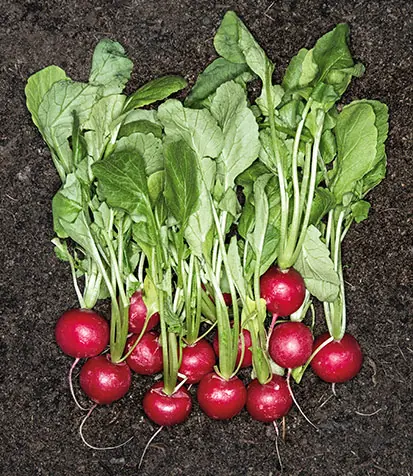Foto: Radieschen