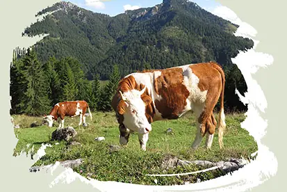Foto: Chiemsee-Alpenland