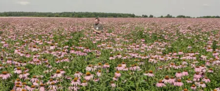 Ein Mann steht in einem weiten Feld voller rosa Sonnenhutblumen unter blauem Himmel.