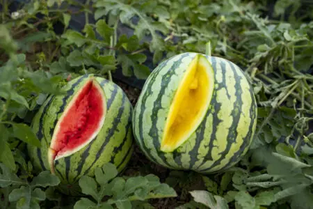 Zwei halbierte Wassermelonen, eine mit rotem und eine mit gelbem Fruchtfleisch, liegen auf einem Beet.