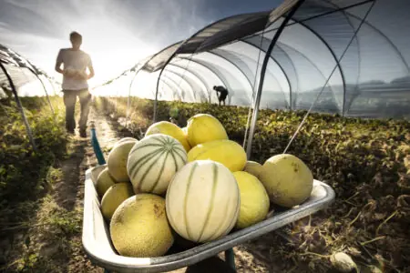 Eine Schubkarre voller Melonen steht im Vordergrund, während Landwirte im Gewächshaus arbeiten.