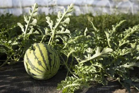 Eine Wassermelone liegt zwischen grünen Blättern in einem Gewächshaus, umgeben von fruchtbarem Boden.