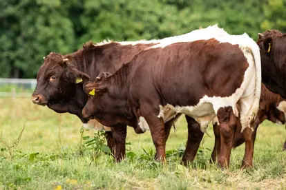 Bild: Pinzgauer Rindfleisch