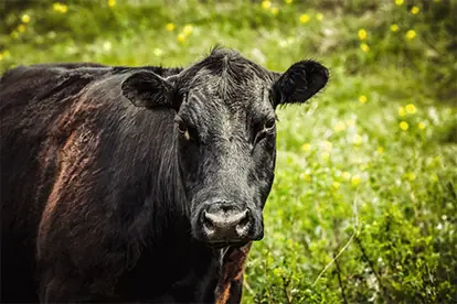 Bild: Angus Rind Rindfleisch
