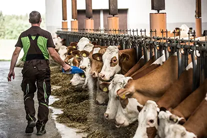 Foto: Fleckvieh im Stall Rindfleisch