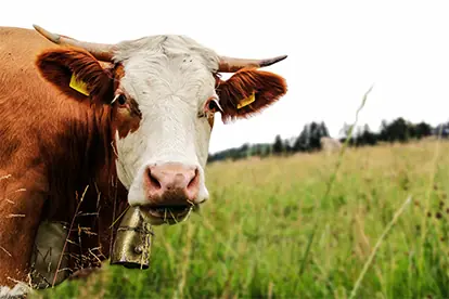 Foto: Fleckvieh Simmental