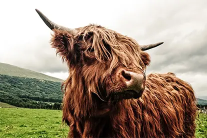 Bild: Highland Cattle Rind Rindfleisch