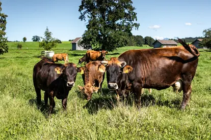 Bild: Murnau Werdenfelser Rind Rindfleisch