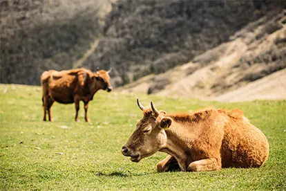Bild: Rotes Höhenvieh Rindfleisch