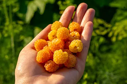 Eine Handvoll goldene Himbeeren