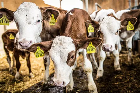Foto: Milch